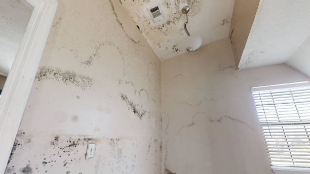 Best HVAC Mold Inspection and Cleaning  in Springdale, SC