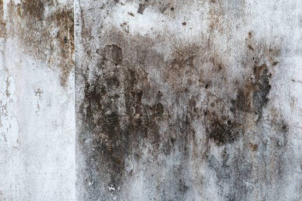 Best Mold-Related Health Consultation  in Springdale, SC