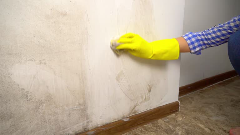 Best Environmental Consulting for Mold Prevention  in Springdale, SC