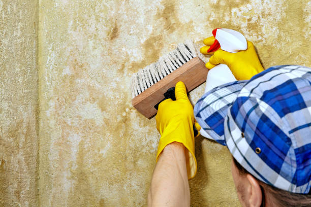 Best Black Mold Removal  in Springdale, SC