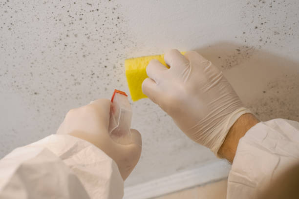 Mold Remediation for Vacation Homes in Springdale, SC
