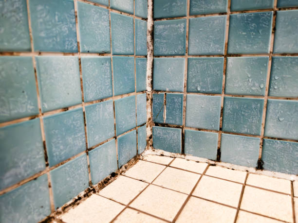 Best Mold Odor Removal Services  in Springdale, SC