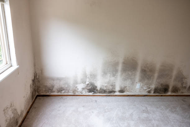 Best Commercial Mold Inspection  in Springdale, SC