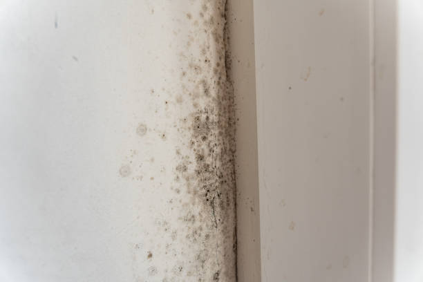 Best Basement Mold Removal  in Springdale, SC